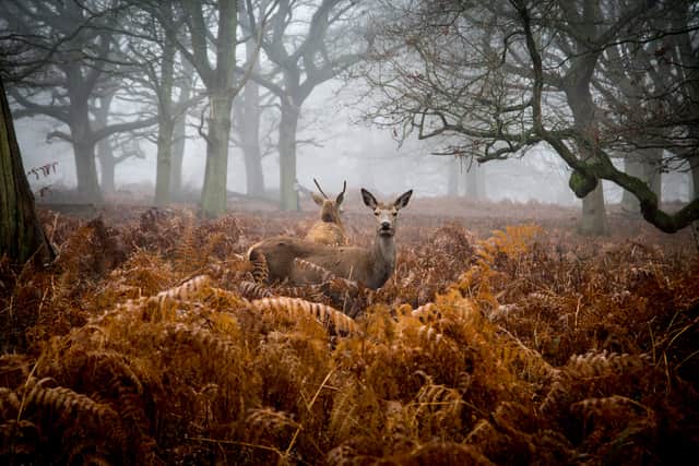 A deer in the fog, Richmond Park, London