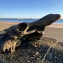 The auroch skull that Dannielle Keys found on Blyth Beach.  A walker has discovered an 'almost complete' skull of an ancestor to today's domesticated cows on the town's beach