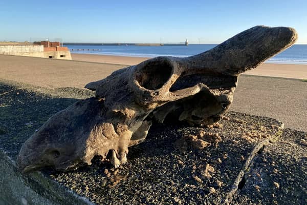The auroch skull that Dannielle Keys found on Blyth Beach.  A walker has discovered an 'almost complete' skull of an ancestor to today's domesticated cows on the town's beach