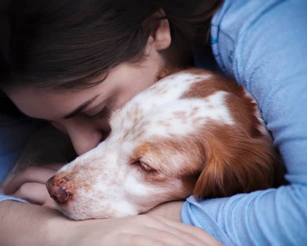 Our pets can  be affected by stress and anxiety (photo: Adobe)
