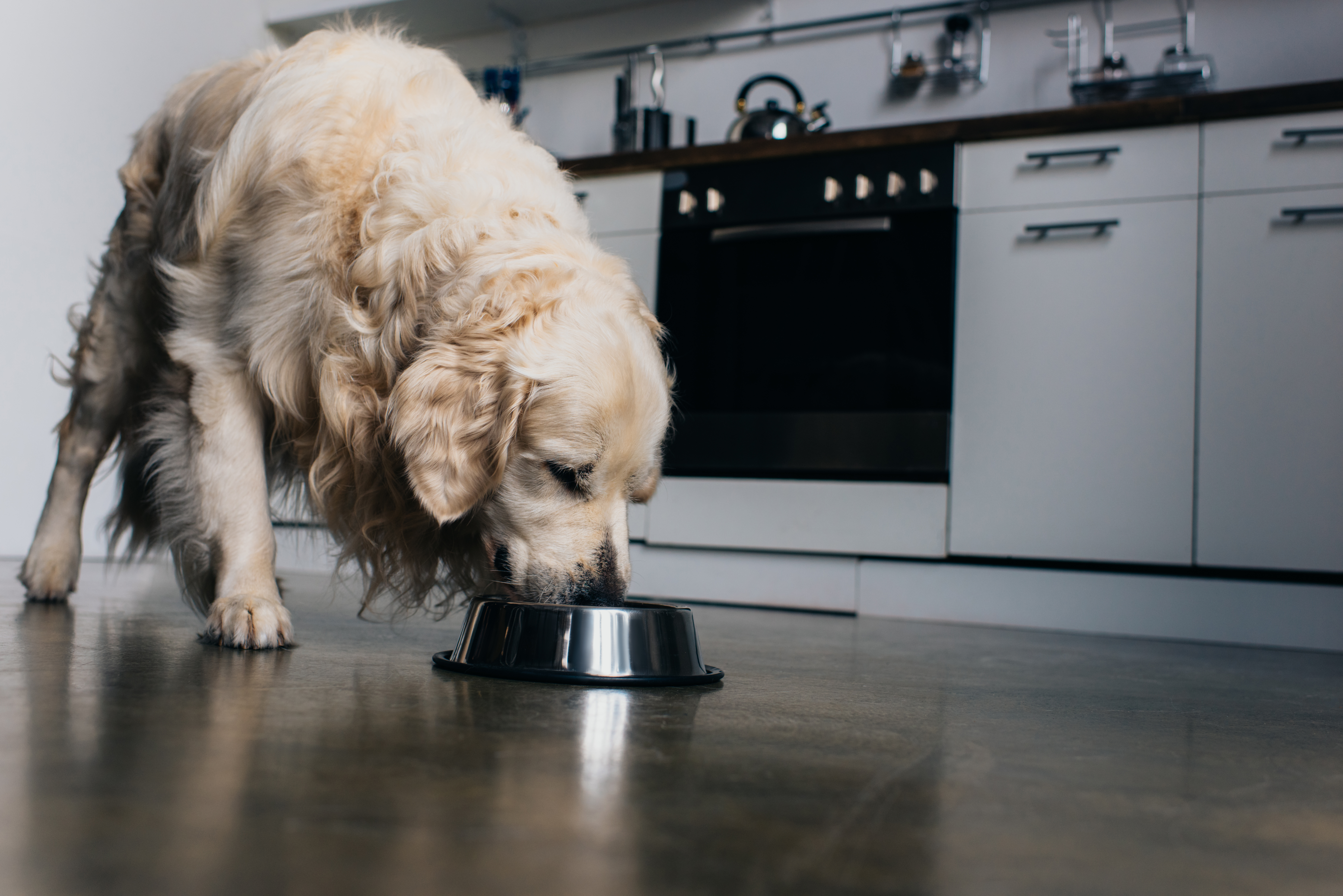 Dog owners issued urgent warning over pet food - Vimarsana News