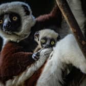 The critically endangered dancing lemur born at Chester Zoo Picture: Chester Zoo / SWNS