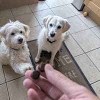 YuMOVE joint bites review: my dog loves them, but do they help?