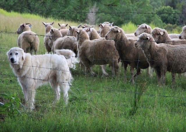 Growing concern...dog walkers are being asked to keep dogs on the lead while exercising near farms, after an increase in sheep worrying incidents across the country.