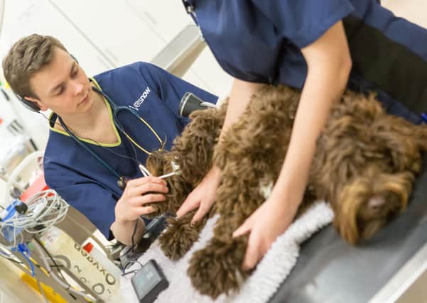 Expert care...is available at Vets Now’s Glasgow hospital and emergency clinics across the country but people are being asked to call in the first instance.