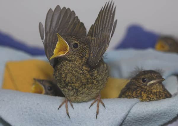 Robin nestlings should be in their nests but, if in doubt, please  call the SSPCA.