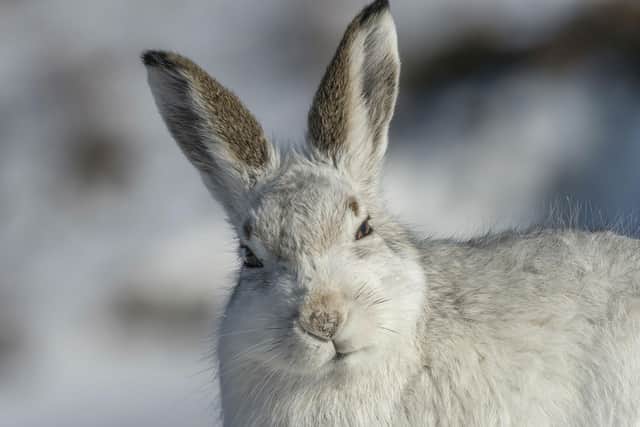 Opposing views...an amendment to protect the mountain hare in Scotland has been welcomed by some but others believe it is a “grave mistake”.