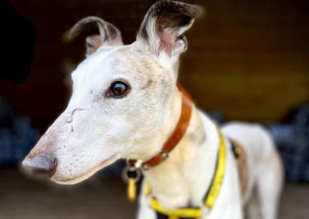 Eric is looking for a new home. Can you help?