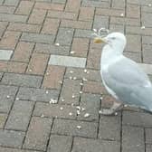 The seagull with the can holder around its head and beak.