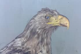 The sea eagle had a serious head injury when it was found.