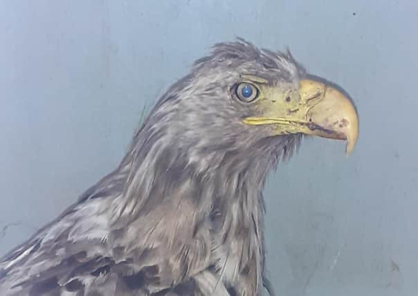 The sea eagle had a serious head injury when it was found.