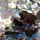The toxins found in shellfish have returned to safe levels.