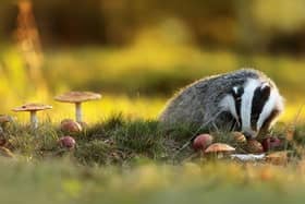Badgers were among the most spotted mammals in our green spaces this spring. Now, for the first time, the survey is being conducted in autumn too.