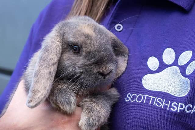 Scotland’s animal welfare charity reports a busy first half of the year – even during the Covid-19 pandemic lockdown (Photo: Scottish SPCA)