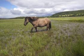 Traditional workers...Konik ponies will be called into service to help restore the largest floodplain fen in the UK.