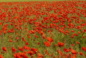 Contact Martins Memorials if you want to take part in a Remembrance Sunday event.