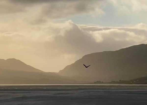 Sea Eagle at Luskentyre Beach by Norman Thomson