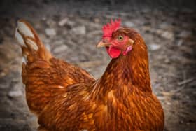 Avian flu...being transmitted by migratory birds could pose a risk for poultry keepers in Scotland this winter.