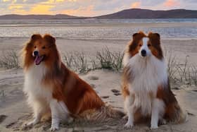 Flash and Blaze on Seilebost Beach by Alison Prentice Reader's Pic