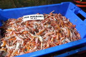 Scottish Langoustines are an expensive  but delicious delicacy.
