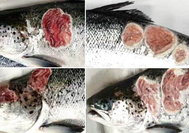 How inspectors found some of the fish during an inspection of the Kyles of Vuia site.