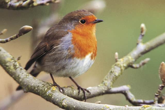 Some of our most common and popular garden birds, including the robin, have declined dramatically in numbers since the RSPB’s Big Garden Birdwatch began back in 1979. (Photo: Andy Hay rspb-images.com)