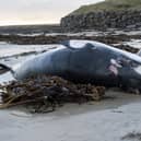 The dead Minke Whale was washed ashore on Vatisker Beach on Dec 6, 2020. Image by Peter Urpeth.