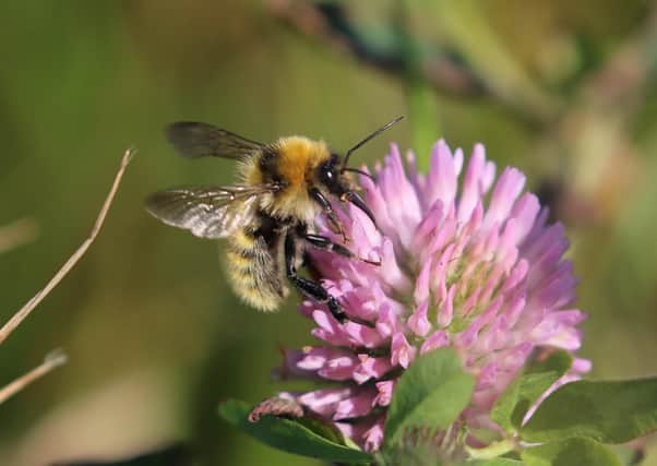 Great Yellow Bumblebee feeding on red clover