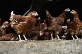 The MP says that the cost of imported poultry if there’s a no deal could increase by 25 per cent.
