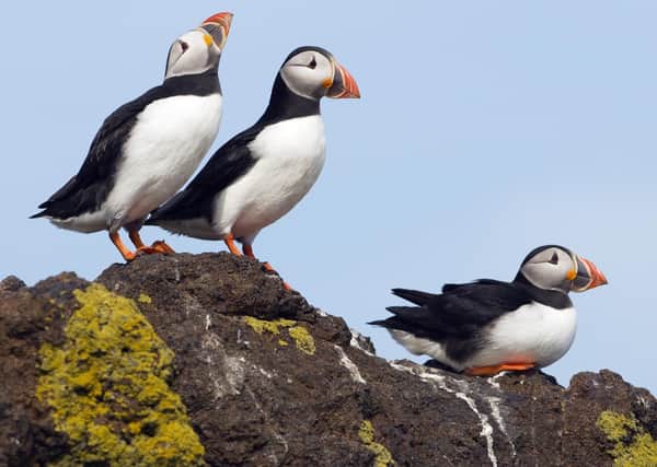 Puffins are just one of the species mentioned in the report.