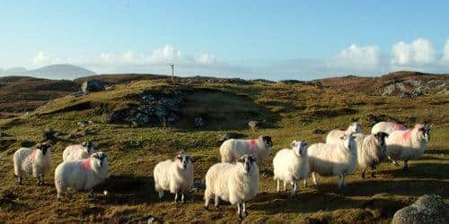 Benefits system for rural areas isn't well set up, especially in the crofting communities