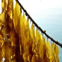 Seaweed cultivation is one of the projects that has received funding.