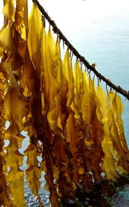Seaweed cultivation is one of the projects that has received funding.