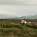 The Crofting Commission regulates all crofting land, including common grazing. Pic: John MacKinnon