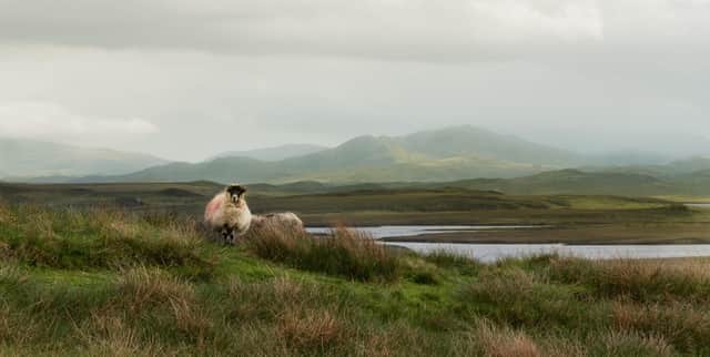 The Crofting Commission regulates all crofting land, including common grazing. Pic: John MacKinnon