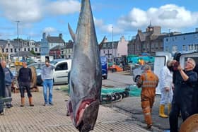 The first commercially-landed bluefish tuna in Stornoway attracted a fair amount of interest on the quayside.