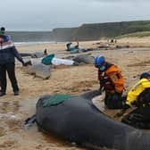 LOSING THE FIGHT: Rescuers battle in vain to try save the lives of the stranded whales on Traigh Mhor. (Pic: Mairi Robertson-Carrey/ Cristina McAvoy)