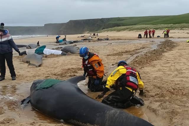 LOSING THE FIGHT: Rescuers battle in vain to try save the lives of the stranded whales on Traigh Mhor. (Pic: Mairi Robertson-Carrey/ Cristina McAvoy)