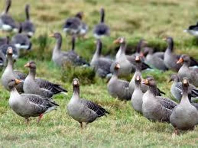 Greylag geese petition was voted on by committee who are keeping it open.