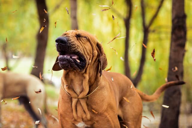 Keep an eye on your pet during allergy season (photo: Adobe)