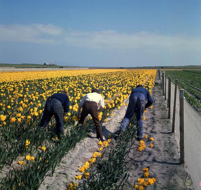 Daffodil pickers at work during the bulb project trials in North Uist