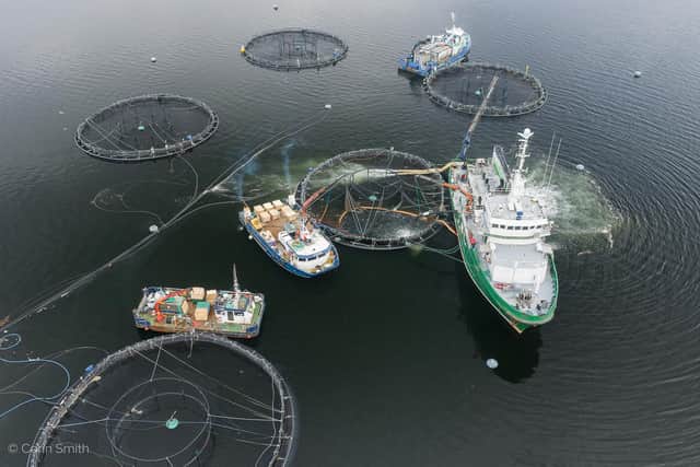Open water cage salmon farming