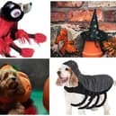 Halloween pet costumes
