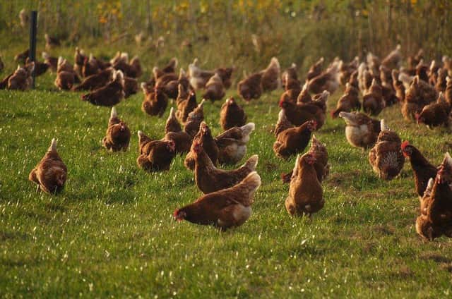 The risk to hens and other poultry has decreased