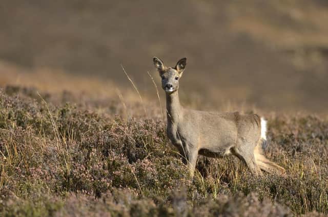 New deer cull targets are required, but will estates be able or willing to comply?