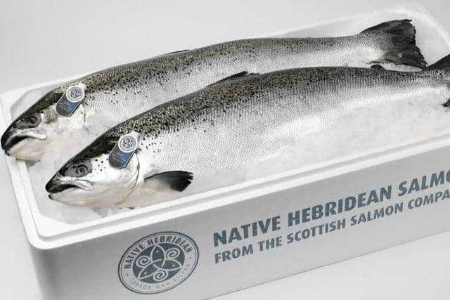 Farmed salmon in open water cages is a big business in Scotland