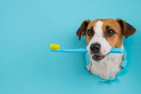 Dogs need their teeth brushing regularly to keep them healthy (photo: Adobe)