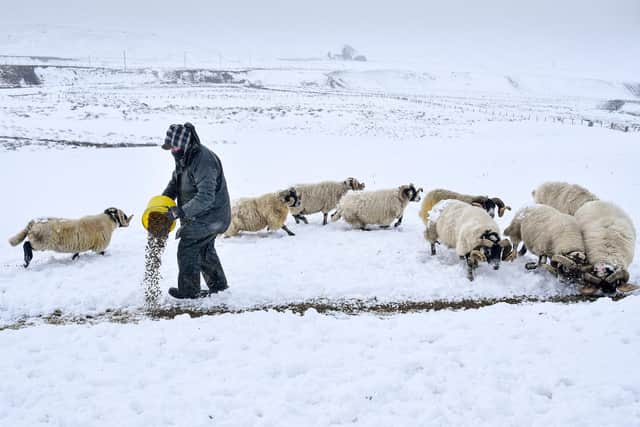 Farmers across Scotland are braced for long-planned changes to the way they are paid - pic: (Photo by Jeff J Mitchell/Getty Images)