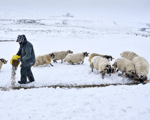 Farmers across Scotland are braced for long-planned changes to the way they are paid - pic: (Photo by Jeff J Mitchell/Getty Images)