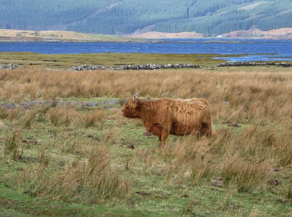 Low-impact management practices, commonplace throughout the crofting areas, helps promote and maintain biodiversity